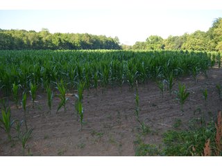Property photo 13 - 64 Acre Farm Offered in 4 Tracts or in Combinations - Real Estate Auction